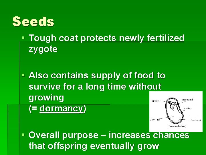 Seeds § Tough coat protects newly fertilized zygote § Also contains supply of food
