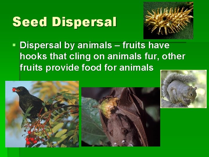 Seed Dispersal § Dispersal by animals – fruits have hooks that cling on animals