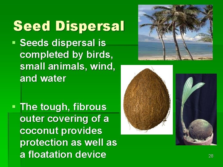Seed Dispersal § Seeds dispersal is completed by birds, small animals, wind, and water