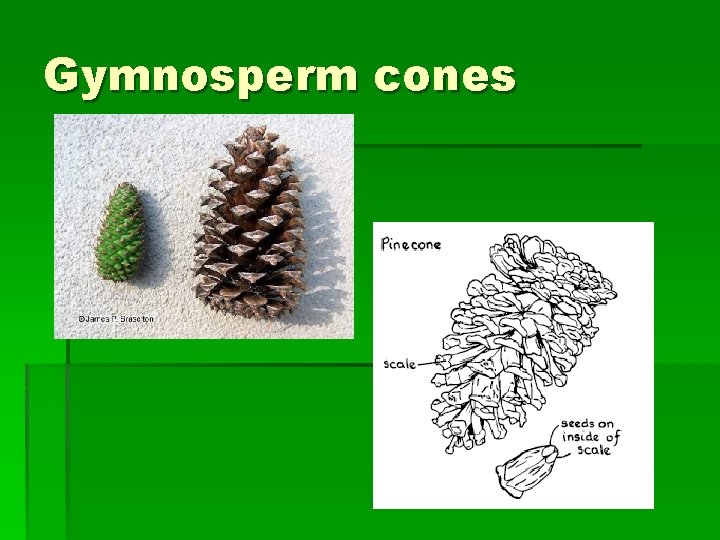 Gymnosperm cones 