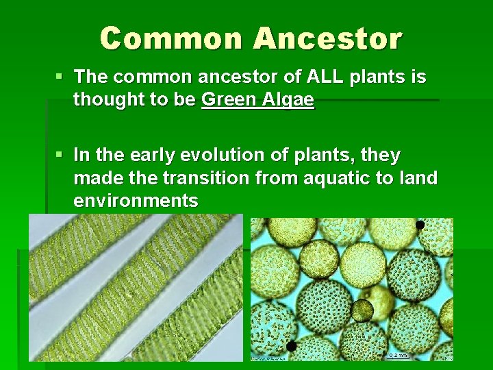 Common Ancestor § The common ancestor of ALL plants is thought to be Green