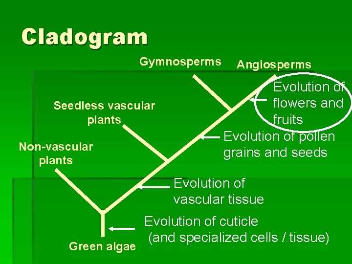Cladogram Gymnosperms Seedless vascular plants Non-vascular plants Angiosperms Evolution of flowers and fruits Evolution