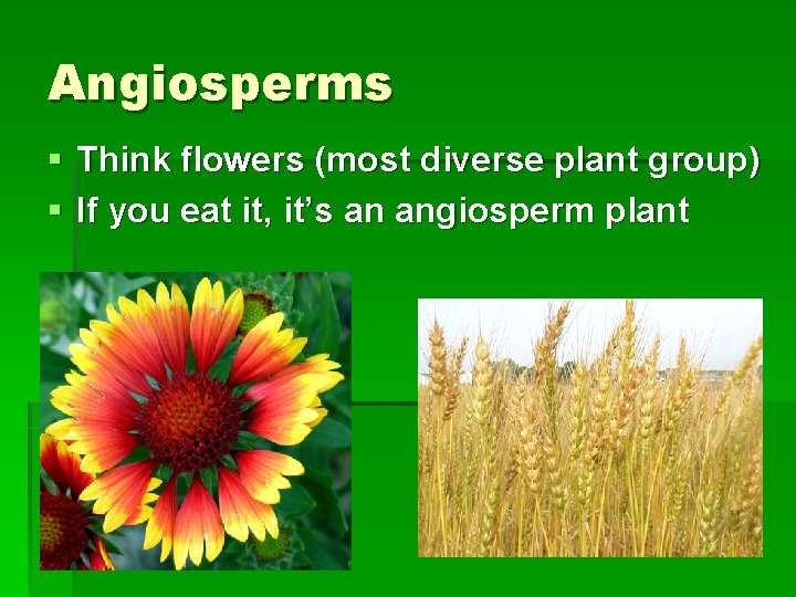 Angiosperms § Think flowers (most diverse plant group) § If you eat it, it’s