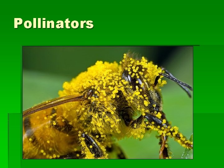 Pollinators 