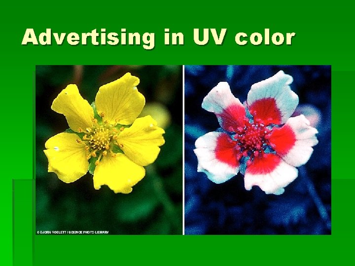 Advertising in UV color 