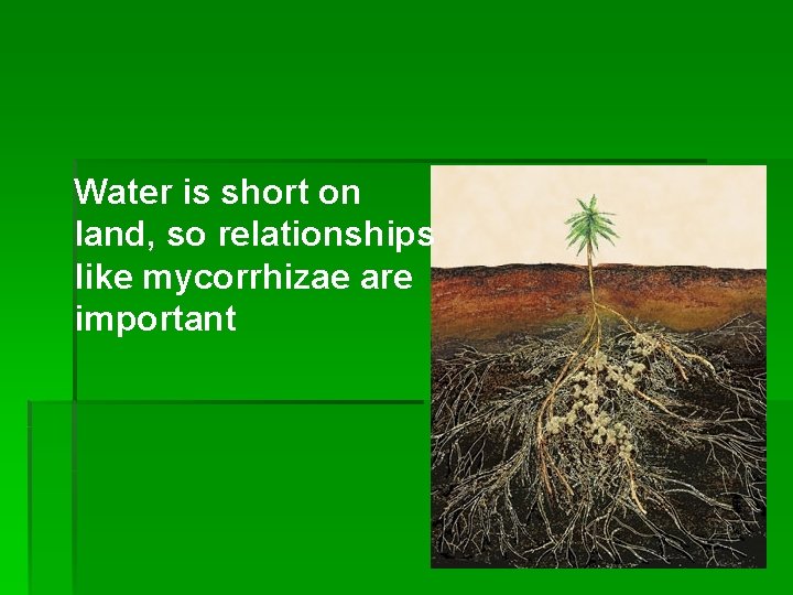 Water is short on land, so relationships like mycorrhizae are important 