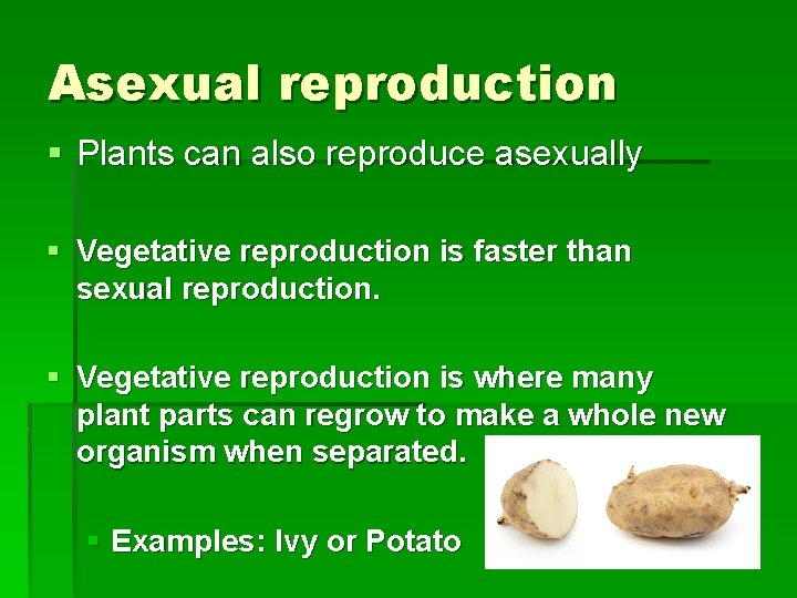 Asexual reproduction § Plants can also reproduce asexually § Vegetative reproduction is faster than