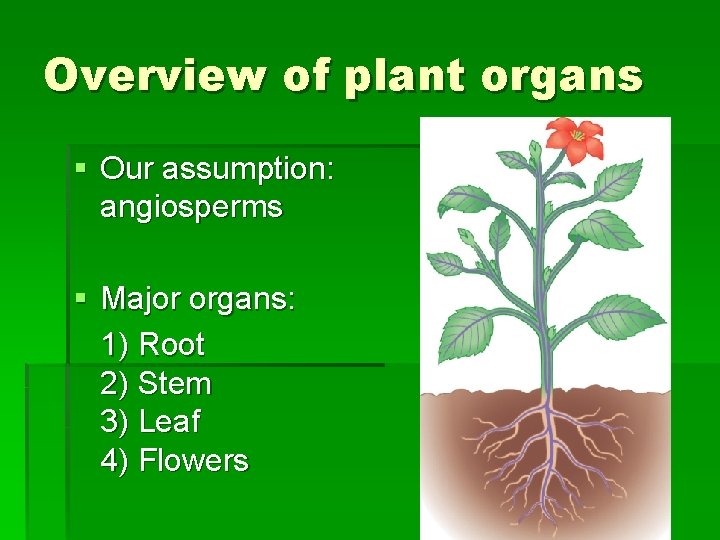 Overview of plant organs § Our assumption: angiosperms § Major organs: 1) Root 2)
