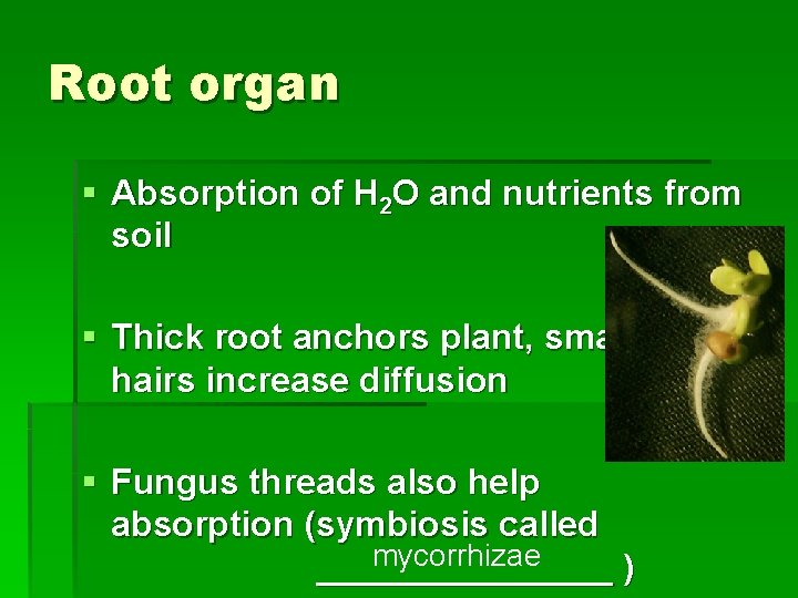Root organ § Absorption of H 2 O and nutrients from soil § Thick