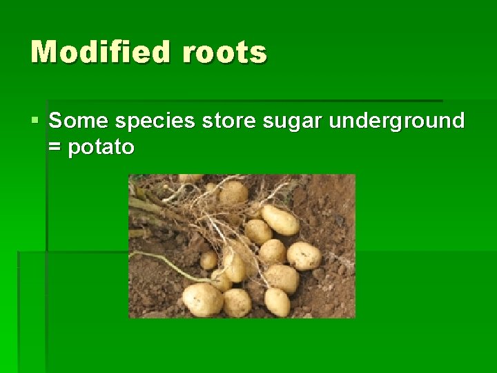 Modified roots § Some species store sugar underground = potato 