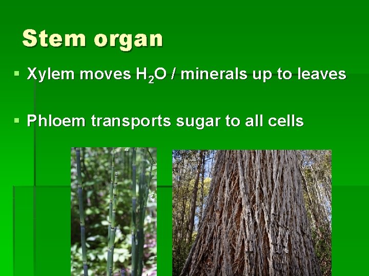 Stem organ § Xylem moves H 2 O / minerals up to leaves §