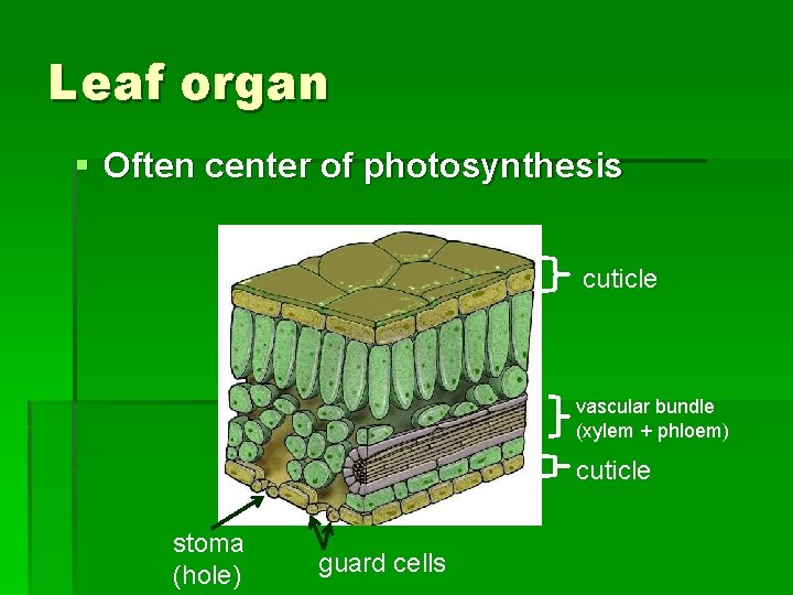 Leaf organ § Often center of photosynthesis cuticle vascular bundle (xylem + phloem) cuticle
