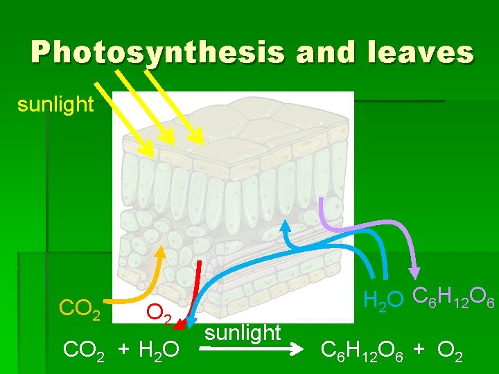 Photosynthesis and leaves sunlight CO 2 + H 2 O C 6 H 12