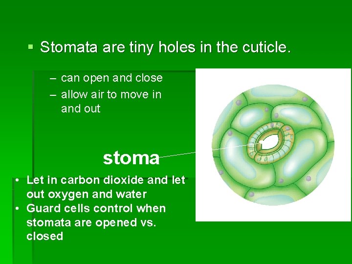 § Stomata are tiny holes in the cuticle. – can open and close –