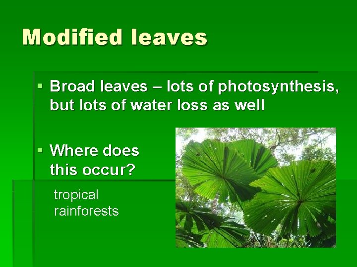 Modified leaves § Broad leaves – lots of photosynthesis, but lots of water loss