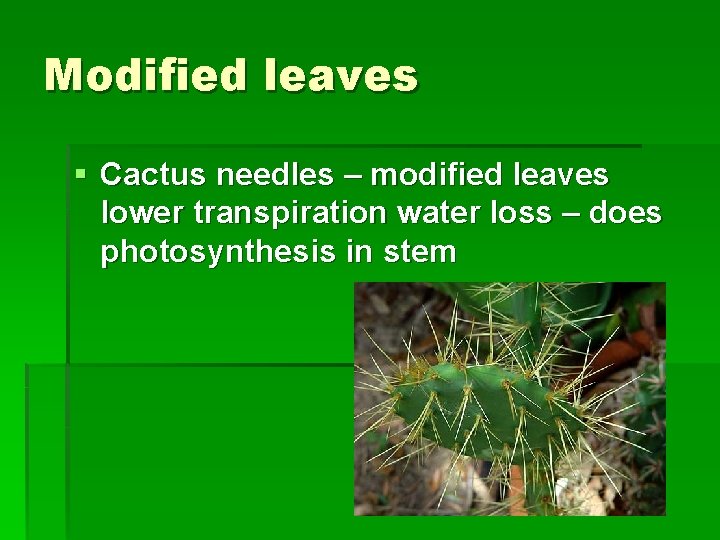 Modified leaves § Cactus needles – modified leaves lower transpiration water loss – does