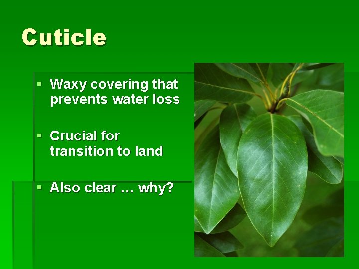 Cuticle § Waxy covering that prevents water loss § Crucial for transition to land