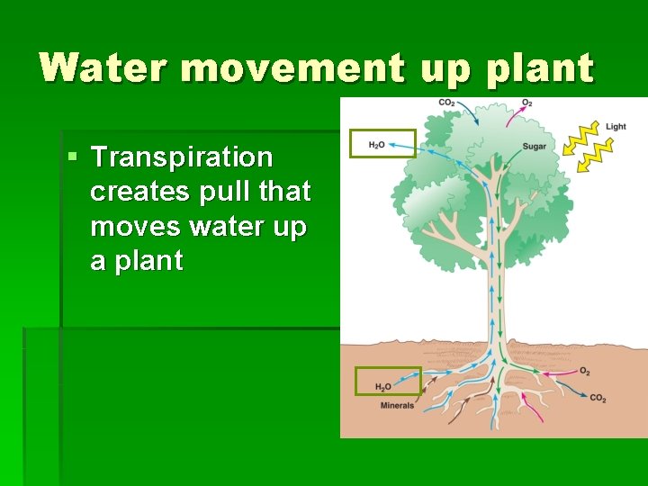 Water movement up plant § Transpiration creates pull that moves water up a plant