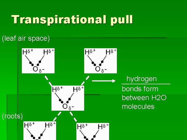 Transpirational pull (leaf air space) hydrogen ______ bonds form between H 2 O molecules