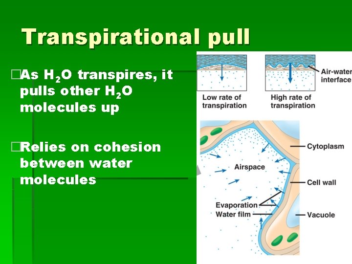 Transpirational pull �As H 2 O transpires, it pulls other H 2 O molecules