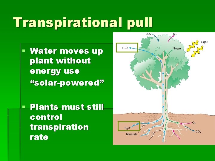 Transpirational pull § Water moves up plant without energy use “solar-powered” § Plants must
