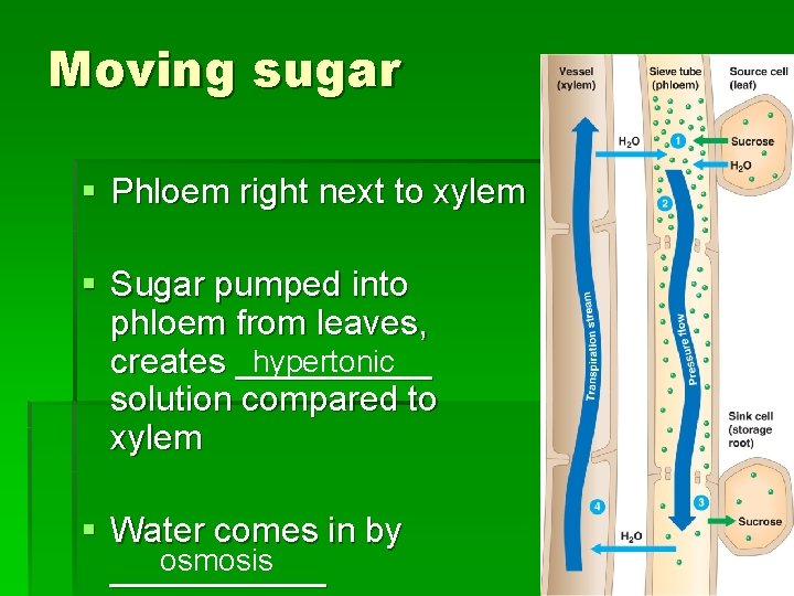Moving sugar § Phloem right next to xylem § Sugar pumped into phloem from