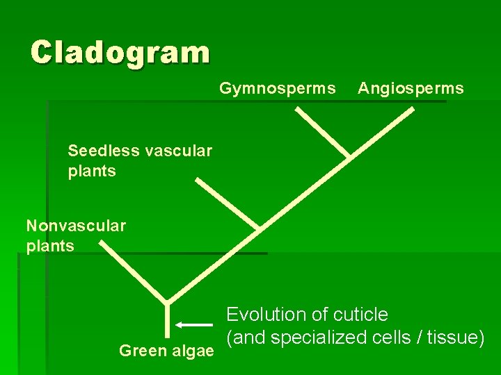 Cladogram Gymnosperms Angiosperms Seedless vascular plants Nonvascular plants Green algae Evolution of cuticle (and