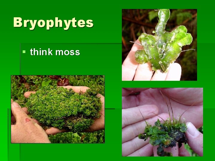 Bryophytes § think moss 