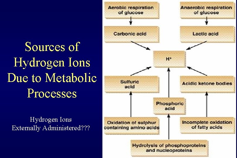 Sources of Hydrogen Ions Due to Metabolic Processes Hydrogen Ions Externally Administered? ? ?