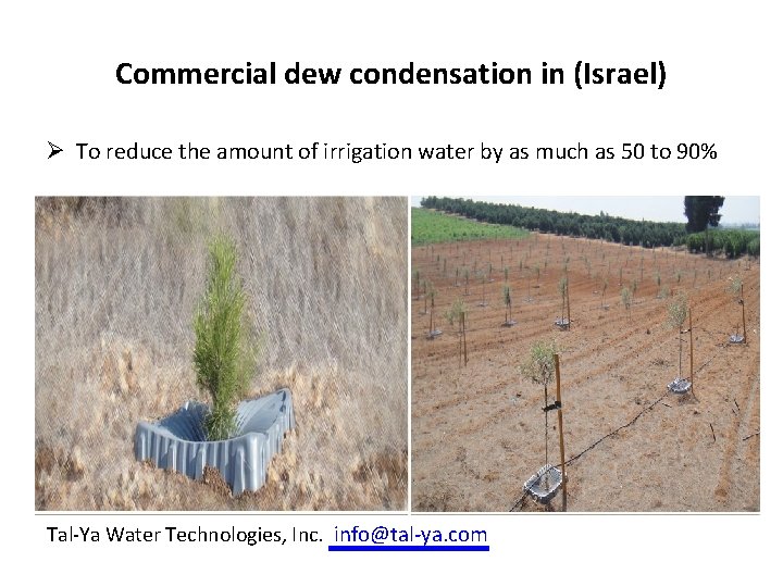 Commercial dew condensation in (Israel) Ø To reduce the amount of irrigation water by