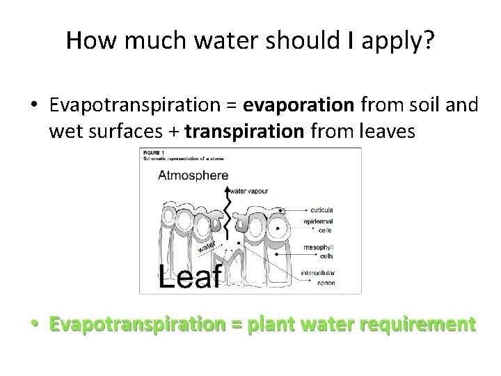 How much water should I apply? • Evapotranspiration = evaporation from soil and wet