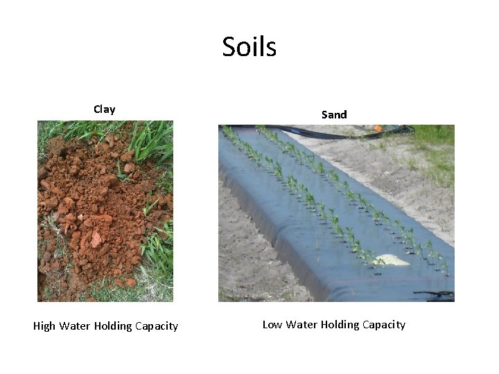 Soils Clay Sand High Water Holding Capacity Low Water Holding Capacity 