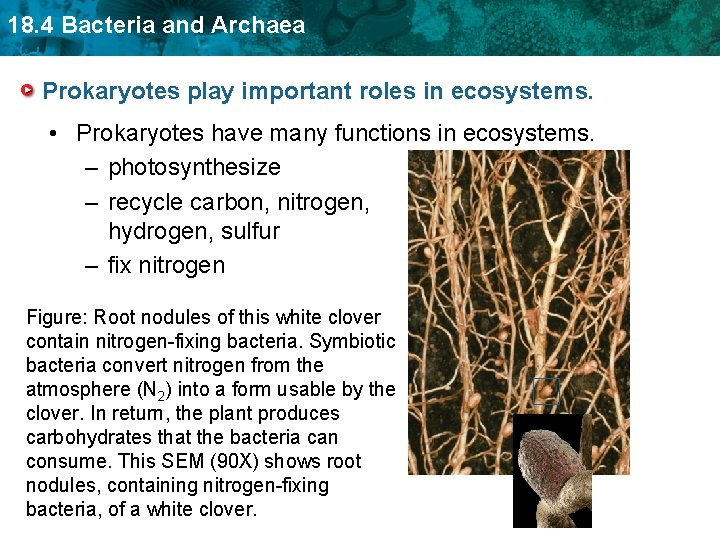 18. 4 Bacteria and Archaea Prokaryotes play important roles in ecosystems. • Prokaryotes have