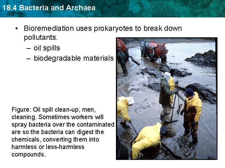 18. 4 Bacteria and Archaea • Bioremediation uses prokaryotes to break down pollutants. –