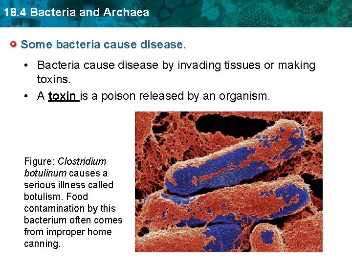 18. 4 Bacteria and Archaea Some bacteria cause disease. • Bacteria cause disease by