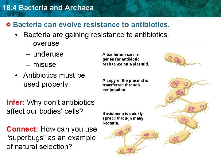 18. 4 Bacteria and Archaea Bacteria can evolve resistance to antibiotics. • Bacteria are