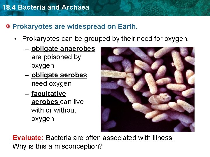 18. 4 Bacteria and Archaea Prokaryotes are widespread on Earth. • Prokaryotes can be