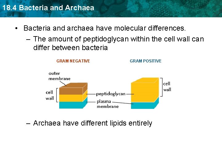 18. 4 Bacteria and Archaea • Bacteria and archaea have molecular differences. – The