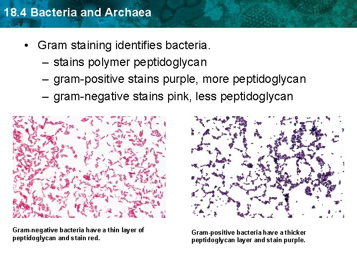 18. 4 Bacteria and Archaea • Gram staining identifies bacteria. – stains polymer peptidoglycan