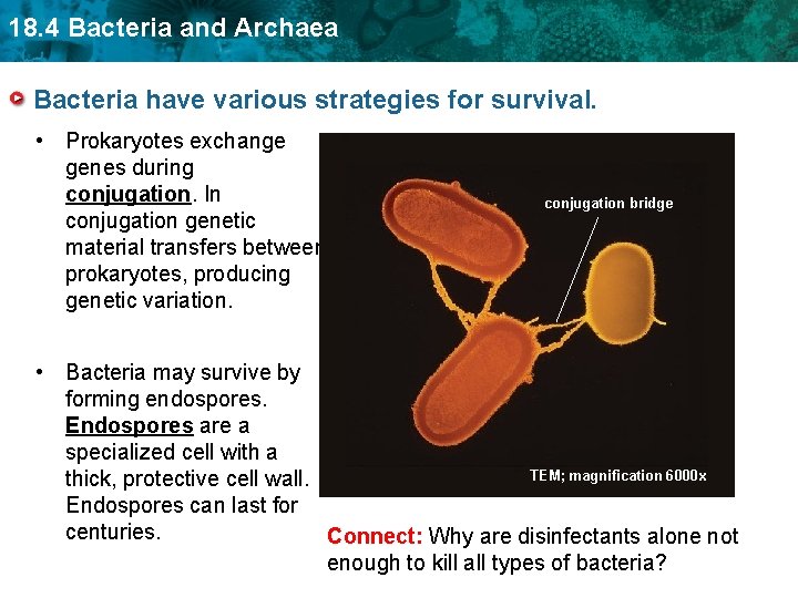 18. 4 Bacteria and Archaea Bacteria have various strategies for survival. • Prokaryotes exchange