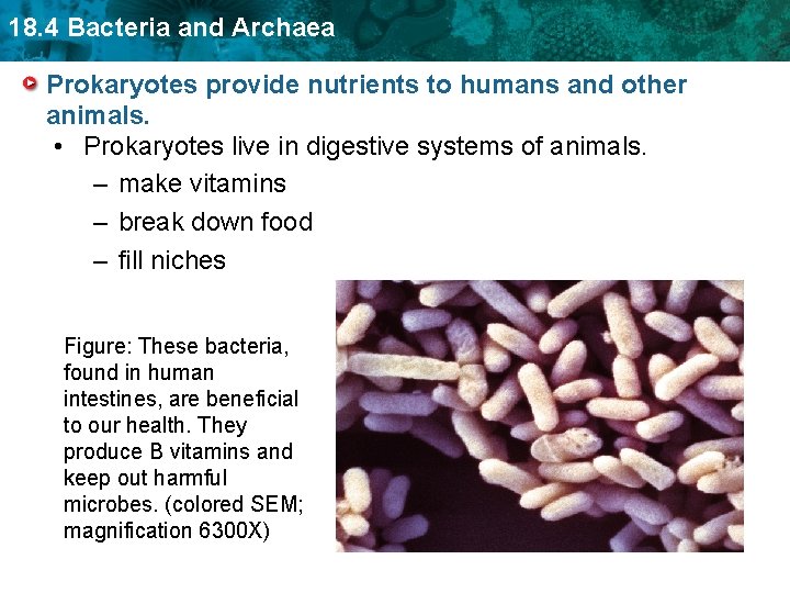 18. 4 Bacteria and Archaea Prokaryotes provide nutrients to humans and other animals. •