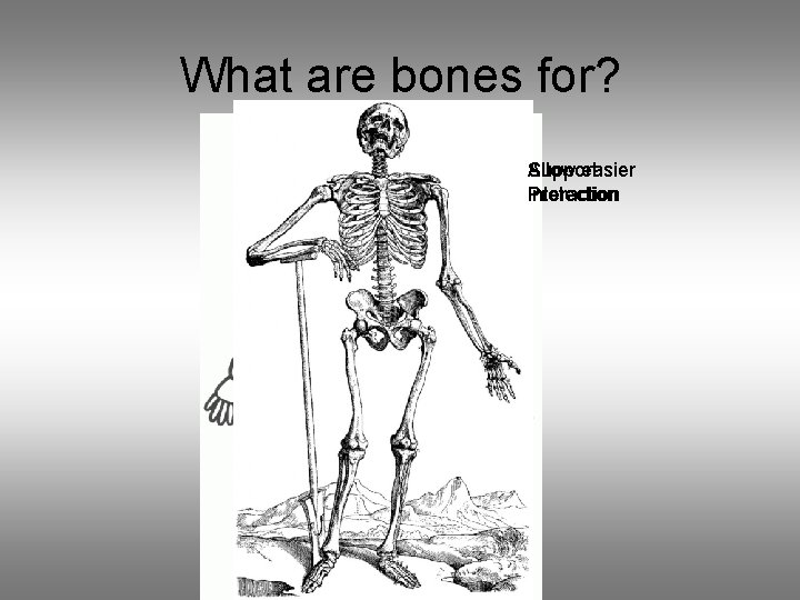 What are bones for? Allow easier Support Protection interaction 