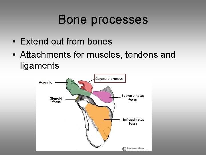 Bone processes • Extend out from bones • Attachments for muscles, tendons and ligaments