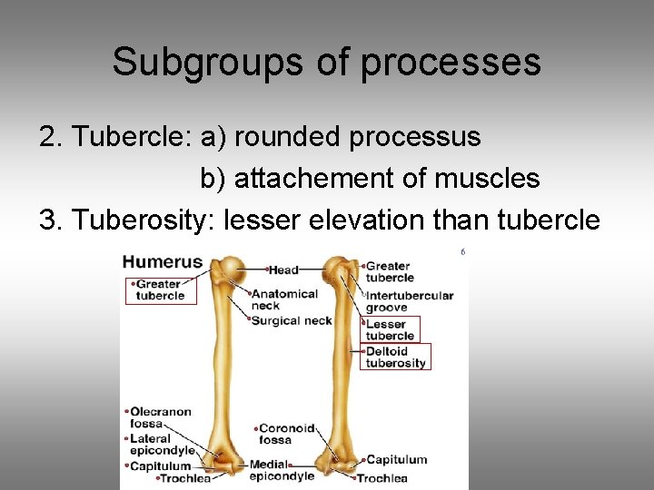 Subgroups of processes 2. Tubercle: a) rounded processus b) attachement of muscles 3. Tuberosity:
