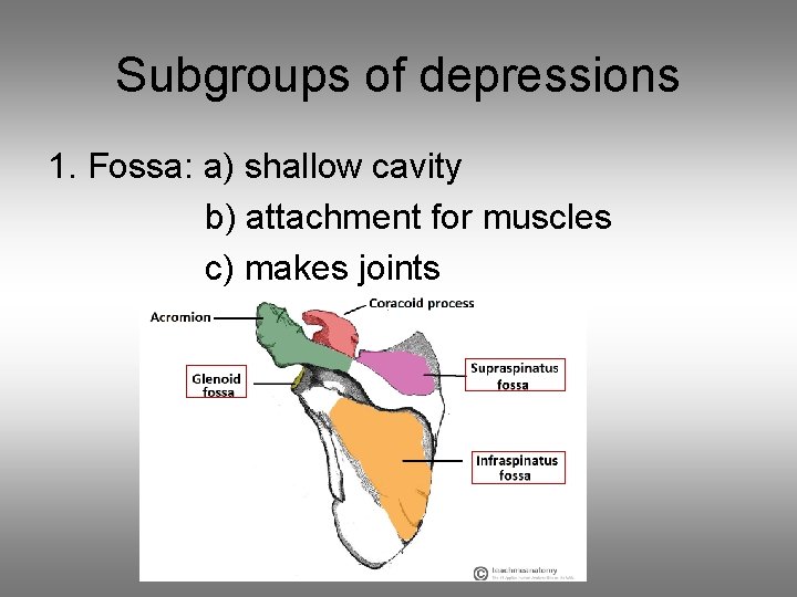 Subgroups of depressions 1. Fossa: a) shallow cavity b) attachment for muscles c) makes