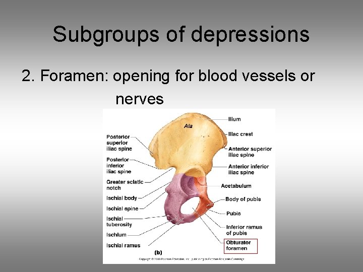 Subgroups of depressions 2. Foramen: opening for blood vessels or nerves 