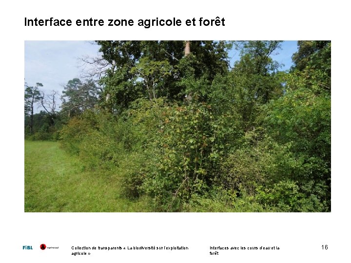 Interface entre zone agricole et forêt Collection de transparents « La biodiversité sur l’exploitation