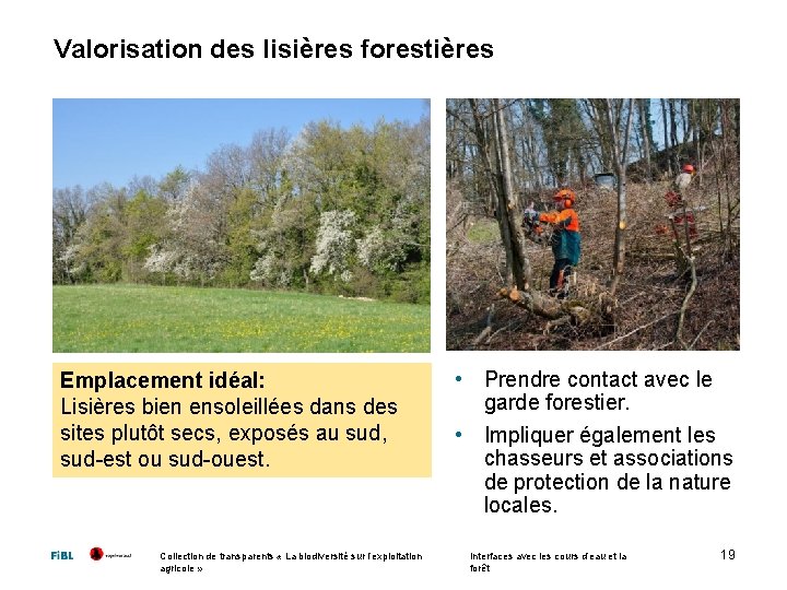 Valorisation des lisières forestières Emplacement idéal: Lisières bien ensoleillées dans des sites plutôt secs,