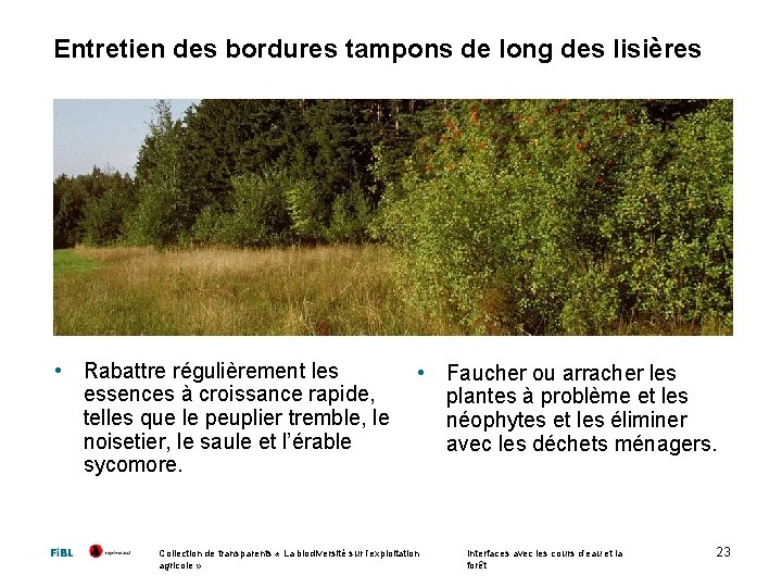 Entretien des bordures tampons de long des lisières • Rabattre régulièrement les essences à