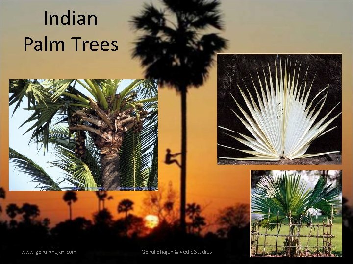 Indian Palm Trees www. gokulbhajan. com Gokul Bhajan & Vedic Studies 14 
